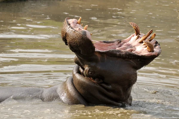 Hipopótamo en el bostezo del agua — Foto de Stock