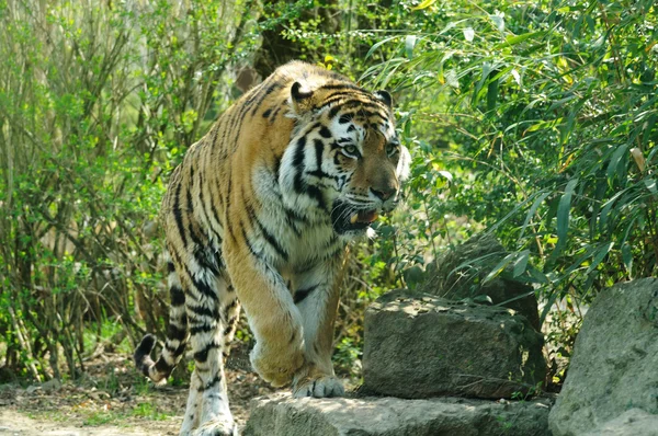 Tigre siberiano andando — Fotografia de Stock