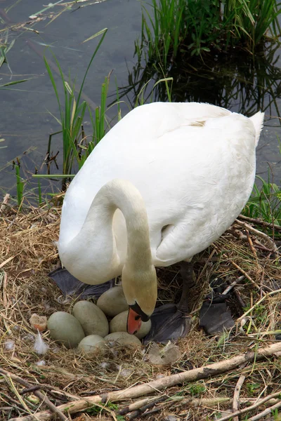 Swan durante a eclosão — Fotografia de Stock
