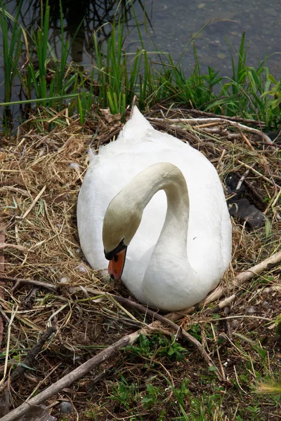Cisne durante la eclosión —  Fotos de Stock