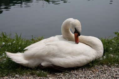 Dilsiz kuğu (Kuğu rengi))