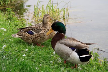 mallard çifti