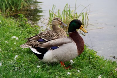 mallard çifti