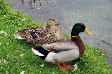 mallard çifti