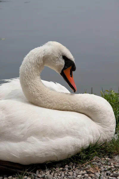 Mute Swan (Cygnus olor) — Stock Photo, Image
