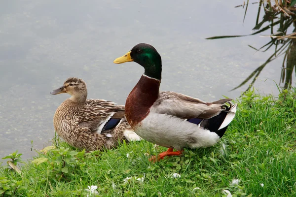 stock image Pair of mallard