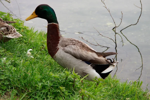 Erkek yaban ördeği — Stok fotoğraf