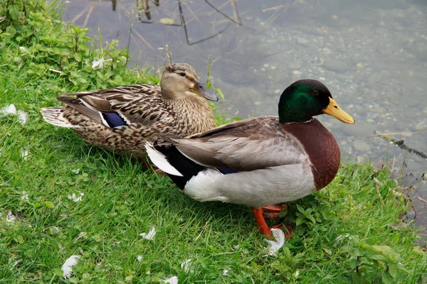 stock image Pair of mallard