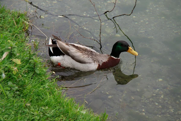 Erkek yaban ördeği — Stok fotoğraf