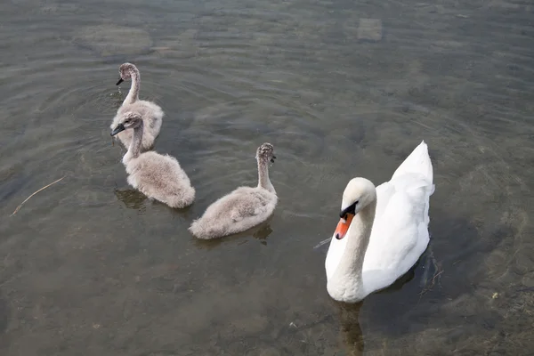 Swan mother with cubs — Stock Photo, Image