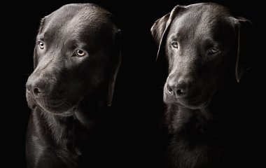 iki yakışıklı çikolata Labrador'un