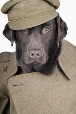 Labrador in Army Uniform clipart