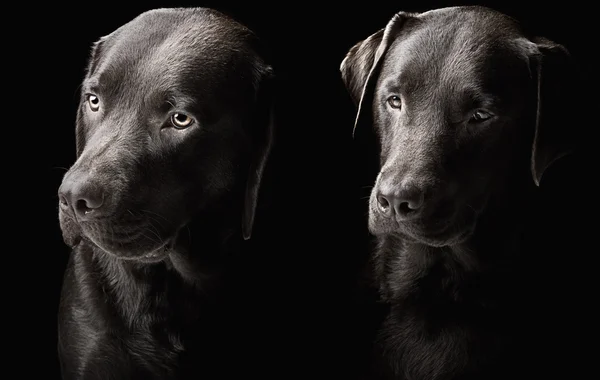 Two handsome chocolate labradors — Stock Photo, Image