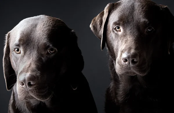 Kaksi komea suklaa labradors — kuvapankkivalokuva