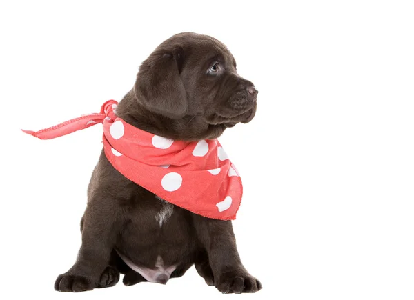 Chocolate Labrador cachorro en cuello bufanda — Foto de Stock