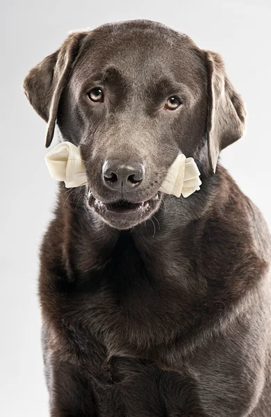 Labrador de chocolate com osso de couro — Fotografia de Stock