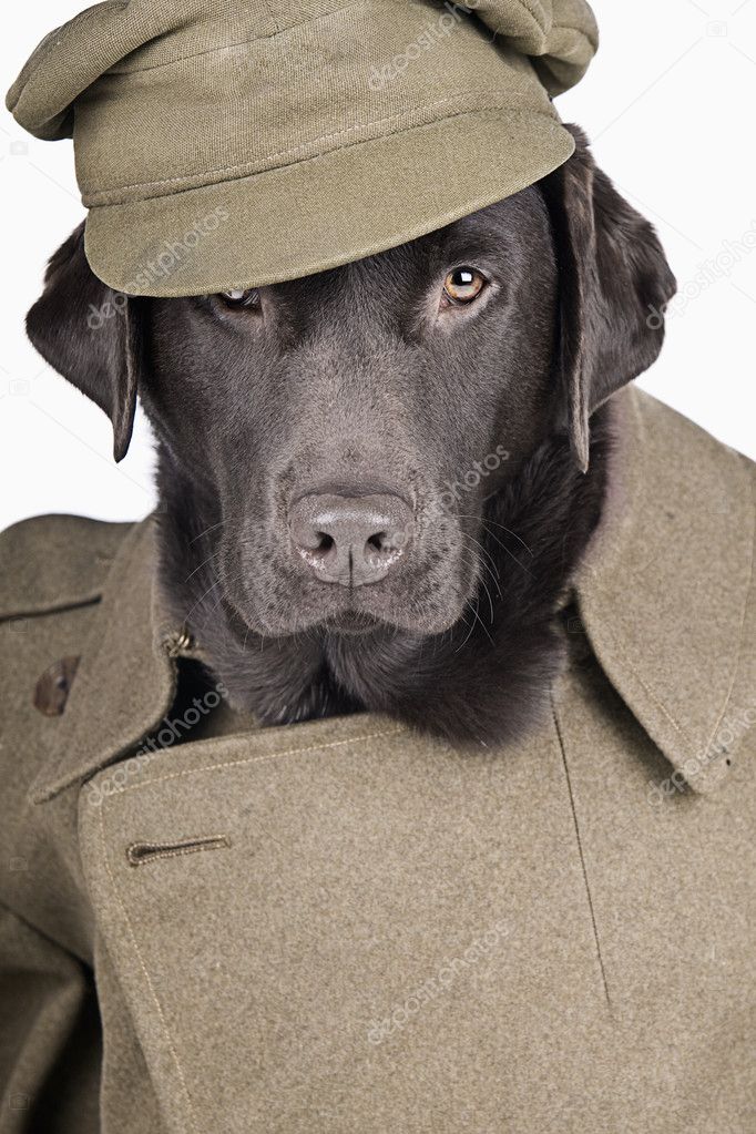 Labrador in Army Uniform