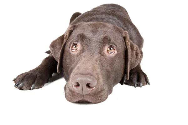 Labrador di cioccolato sdraiato — Foto Stock