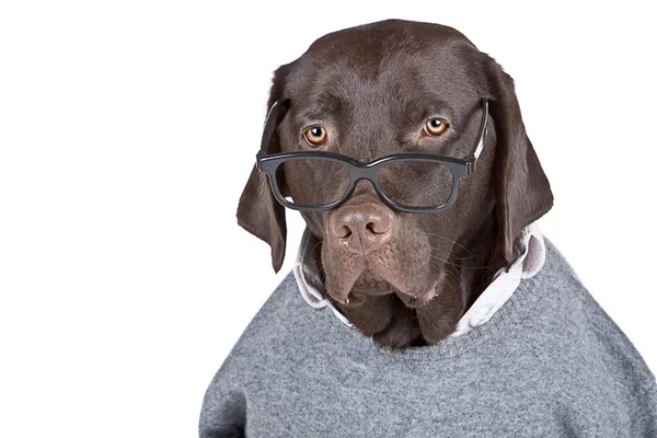 Clever Looking Dog — Stock Photo, Image