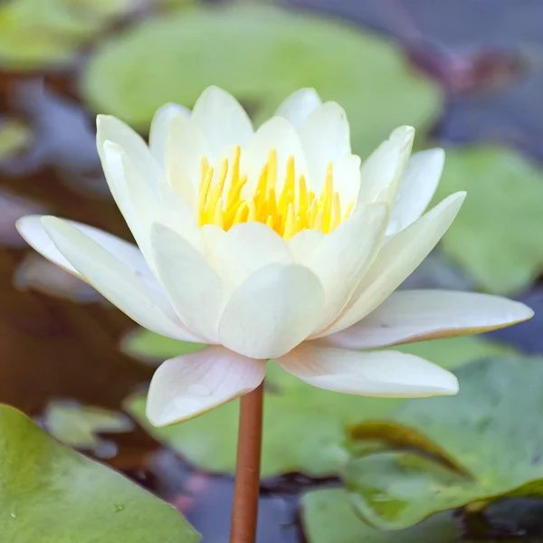 Lotus çiçeği 02 — Stok fotoğraf