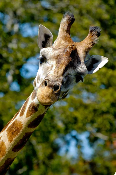 Giraff. —  Fotos de Stock