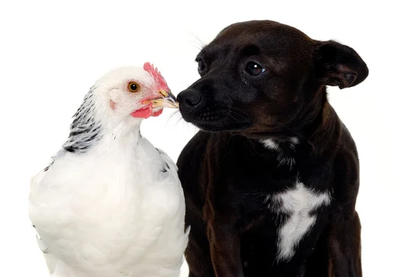 stock image Puppy dog and chicken