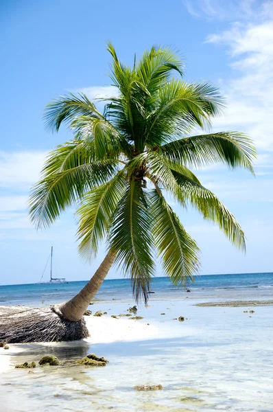 Karaibska plaża z palmami i biały piasek — Zdjęcie stockowe
