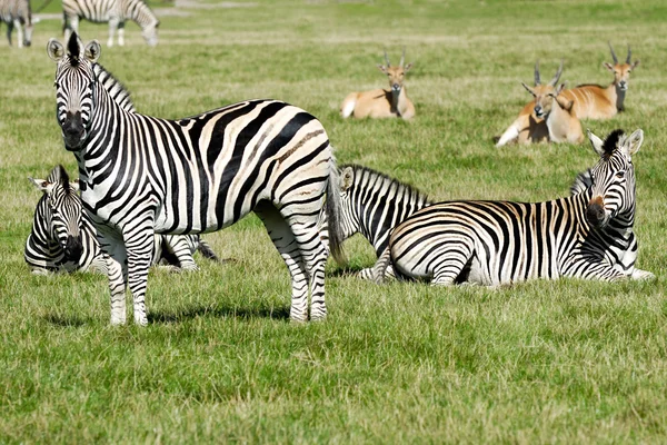 Grupp av zebror — Stockfoto