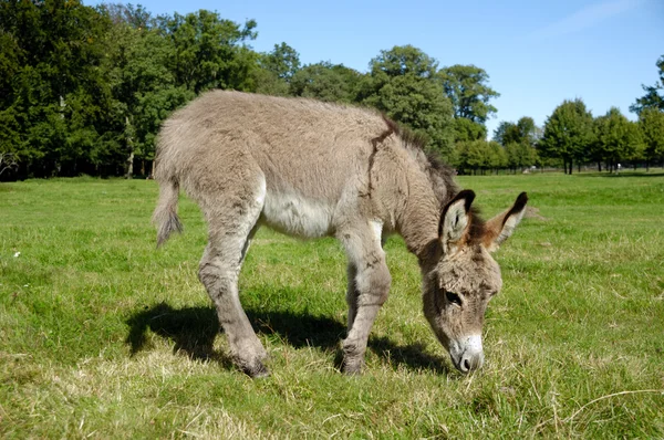 Donkey eating grass — Stock Photo, Image