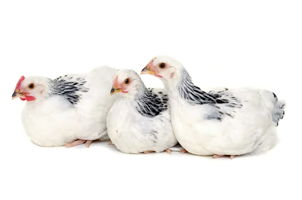 Chickens resting on white background — Stock Photo, Image