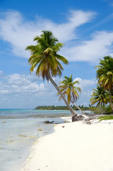 Playa caribeña con palmeras y arena blanca —  Fotos de Stock