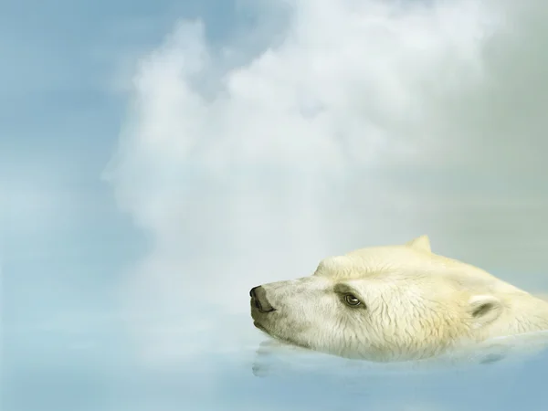 stock image Polar Bear