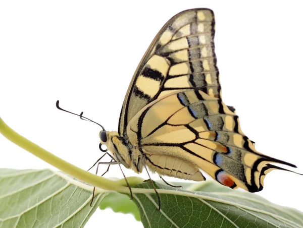Motýl papilio machaon — Stock fotografie
