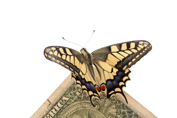 Butterfly sitting on one dollar — Stock Photo, Image