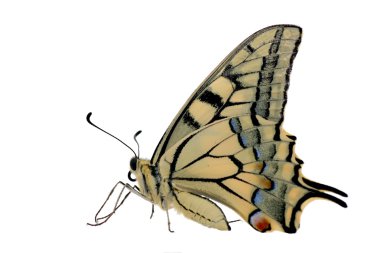 Kelebek papilio machaon