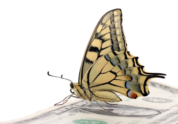 Buterfly sitting on one dollar — Stock Photo, Image