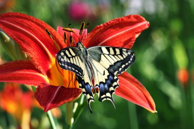 Butterfly on flower clipart