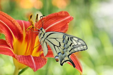 kelebek machaon