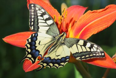 Butterfly Papilio Machaon clipart