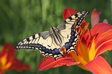 Butterfly on flower clipart