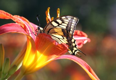 Butterfly sitting in flower clipart