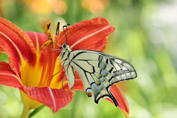 Махаон метелик — стокове фото