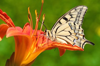 Butterfly sitting on lily clipart