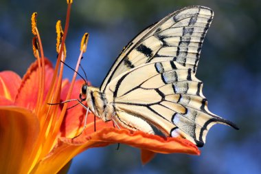 Butterfly on flower (lily) clipart