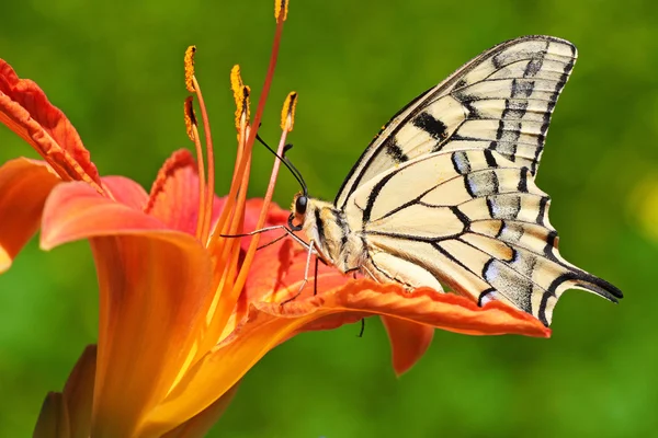 Бабочка сидит на лилии — стоковое фото