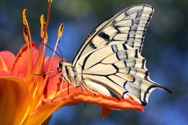 Vlinder aan bloem (lily) — Stockfoto