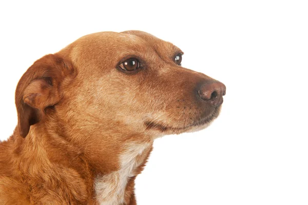 Brown raça cruzada cão — Fotografia de Stock