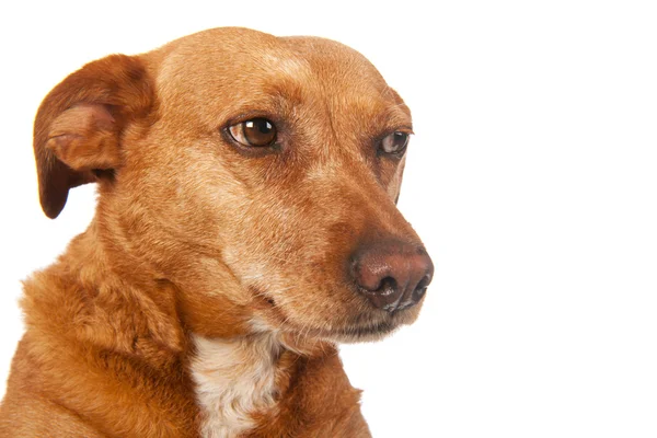 Perro de raza cruzada marrón —  Fotos de Stock