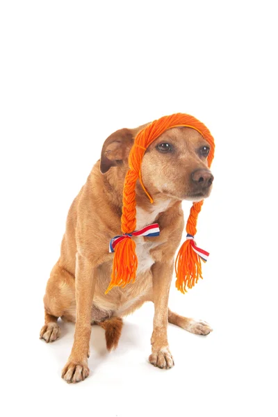 Néerlandais chien croisé brun — Photo