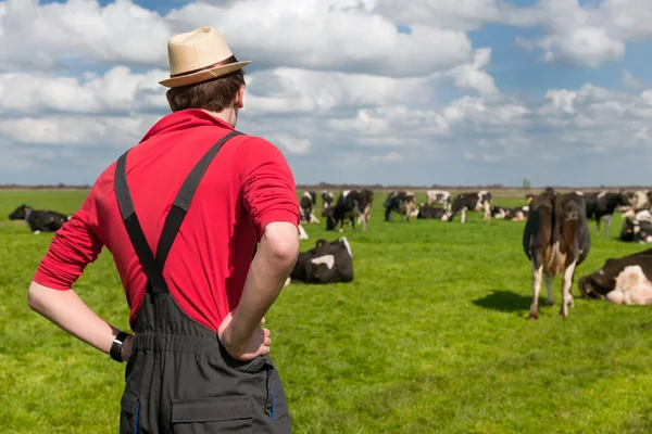 Typiska holländska landskapet med bonden och kor — Stockfoto